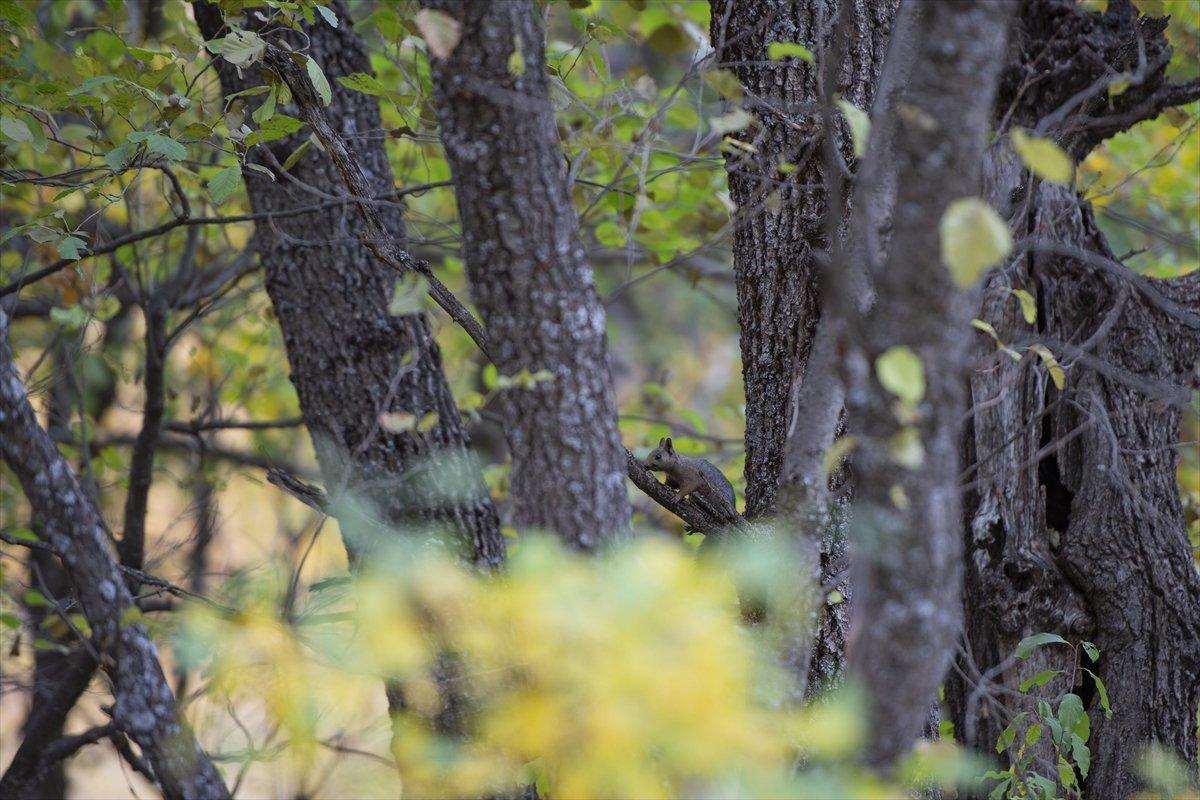 Tunceli'nin meşhur sincapları kış hazırlığına başladı