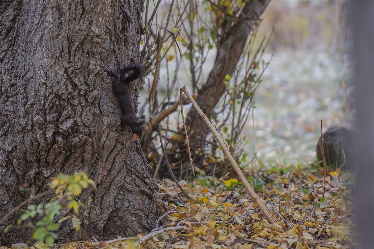Tunceli'nin meşhur sincapları kış hazırlığına başladı