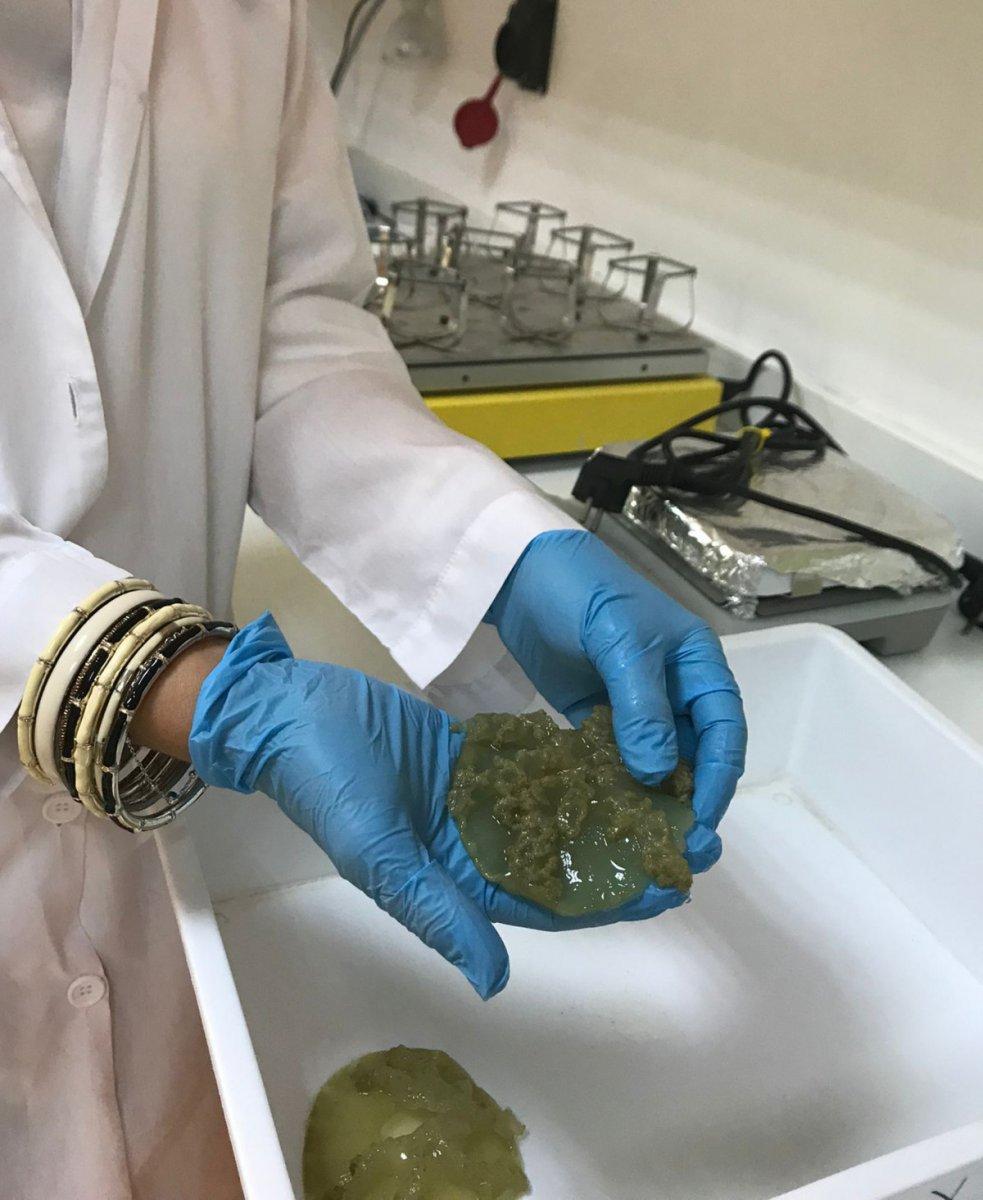 Antalya'da yakıcı denizanaları için uyarı: İnsanların hiçbir şekilde dokunmaması gerekiyor