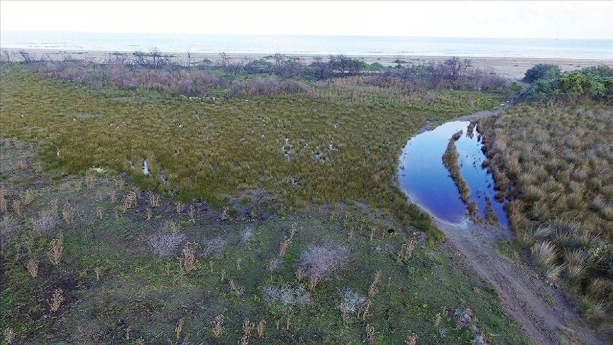 Kızılırmak Deltası, yangından bir yıl sonra yeniden yeşerdi