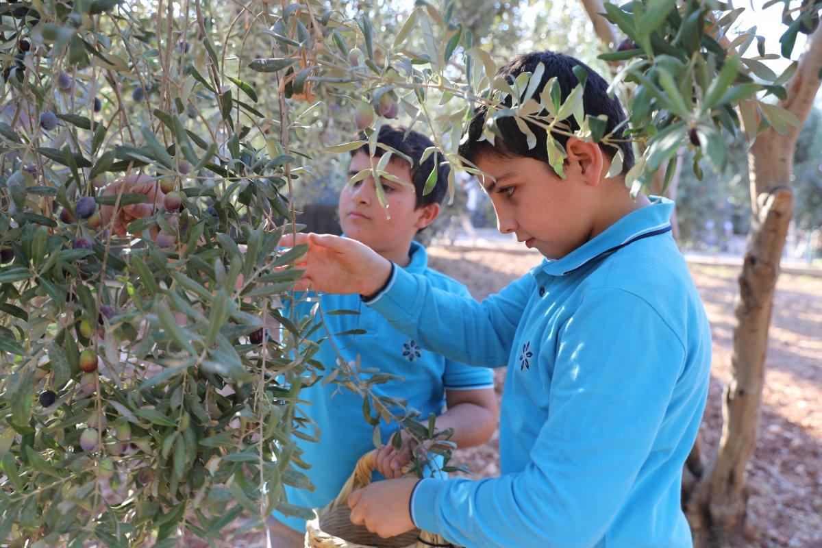 Suriyeli öğrenciler barış ve kardeşlik için zeytin topladı