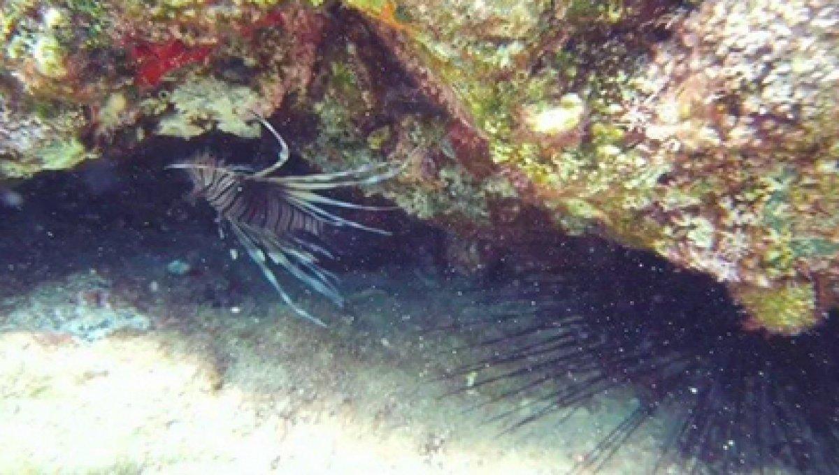 İstilacı aslan balığı Ege'de de yayılıyor