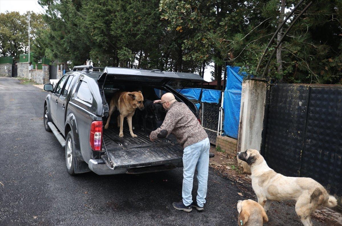 Sokaktan kurtardığı onlarca hayvan için İstanbul'dan köye taşındı