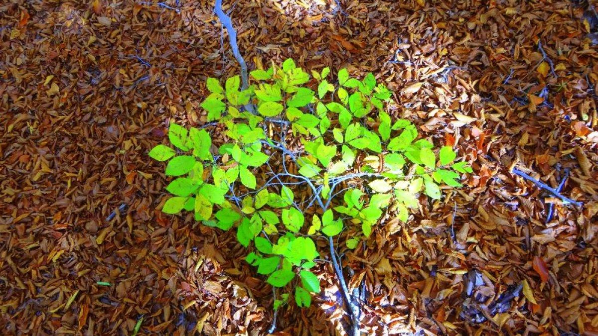 Osmaniye'de sonbaharın gelmesiyle renk cümbüşü yaşandı