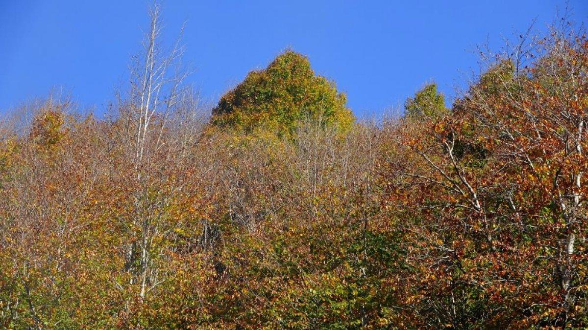 Osmaniye'de sonbaharın gelmesiyle renk cümbüşü yaşandı
