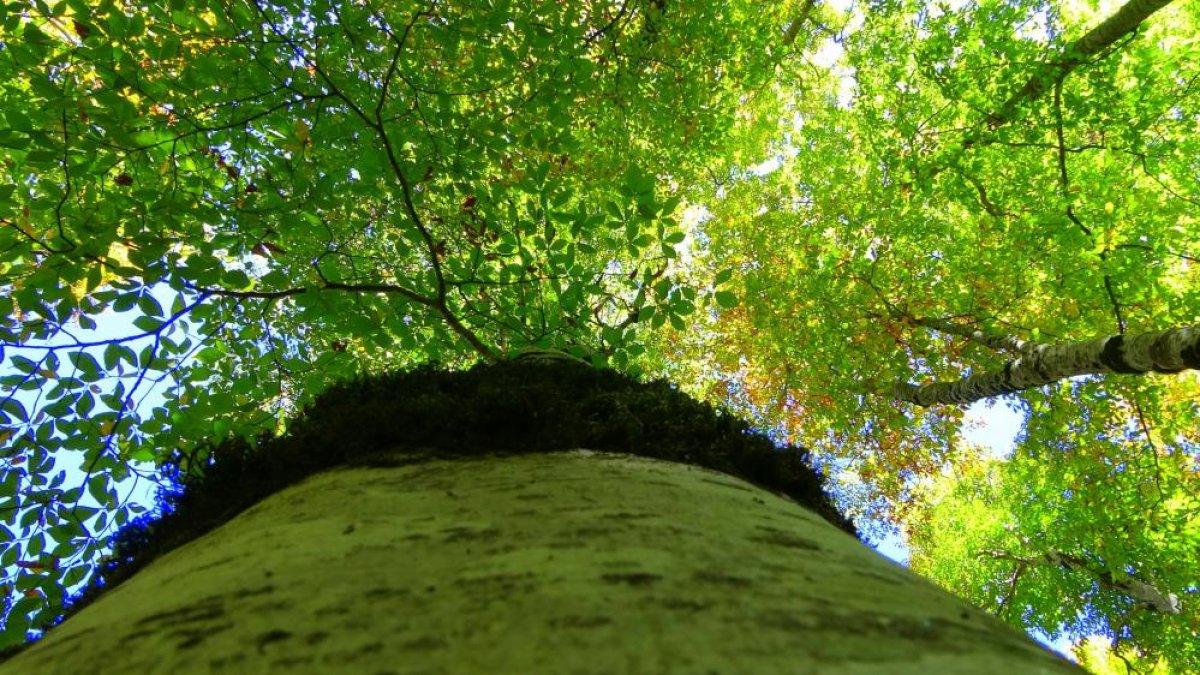 Osmaniye'de sonbaharın gelmesiyle renk cümbüşü yaşandı