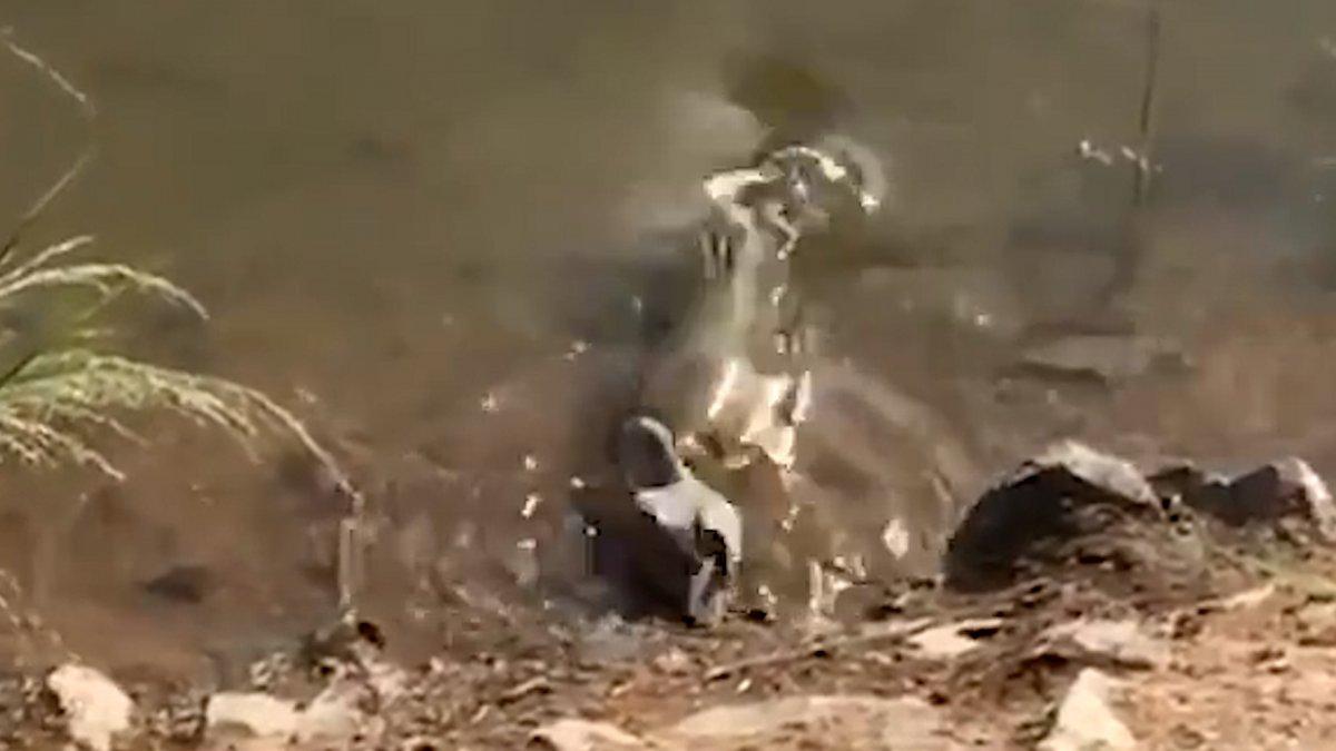 Brezilya’da, balığın güvercin avı kamerada