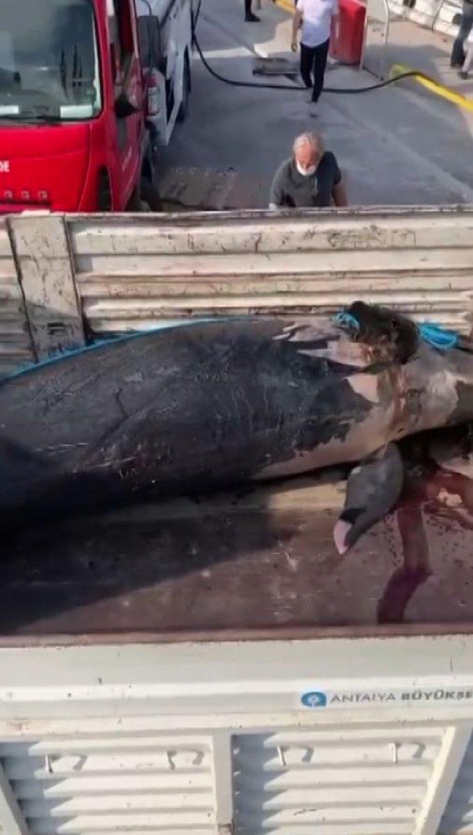 Yalancı katil balina Antalya'da görüldü