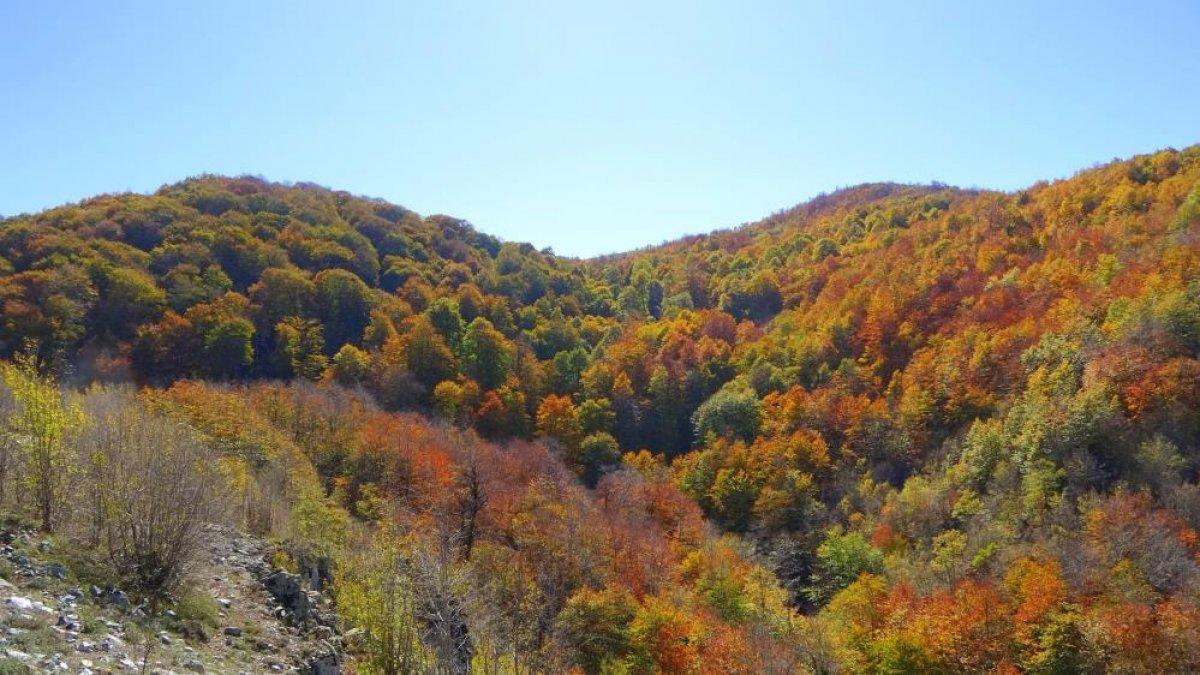 Osmaniye'de sonbaharın gelmesiyle renk cümbüşü yaşandı