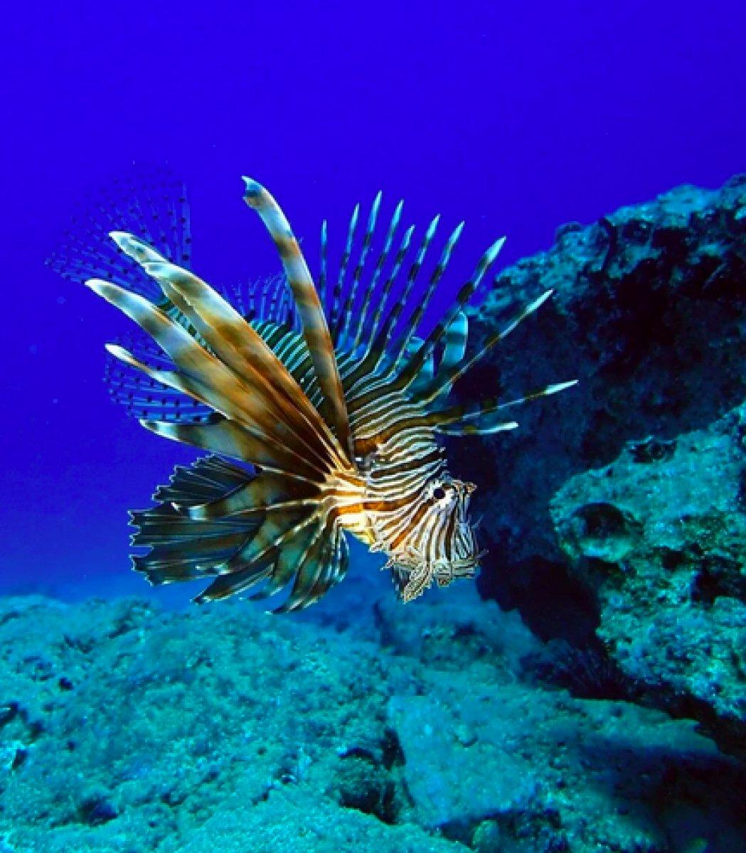 İstilacı aslan balığı Ege'de de yayılıyor