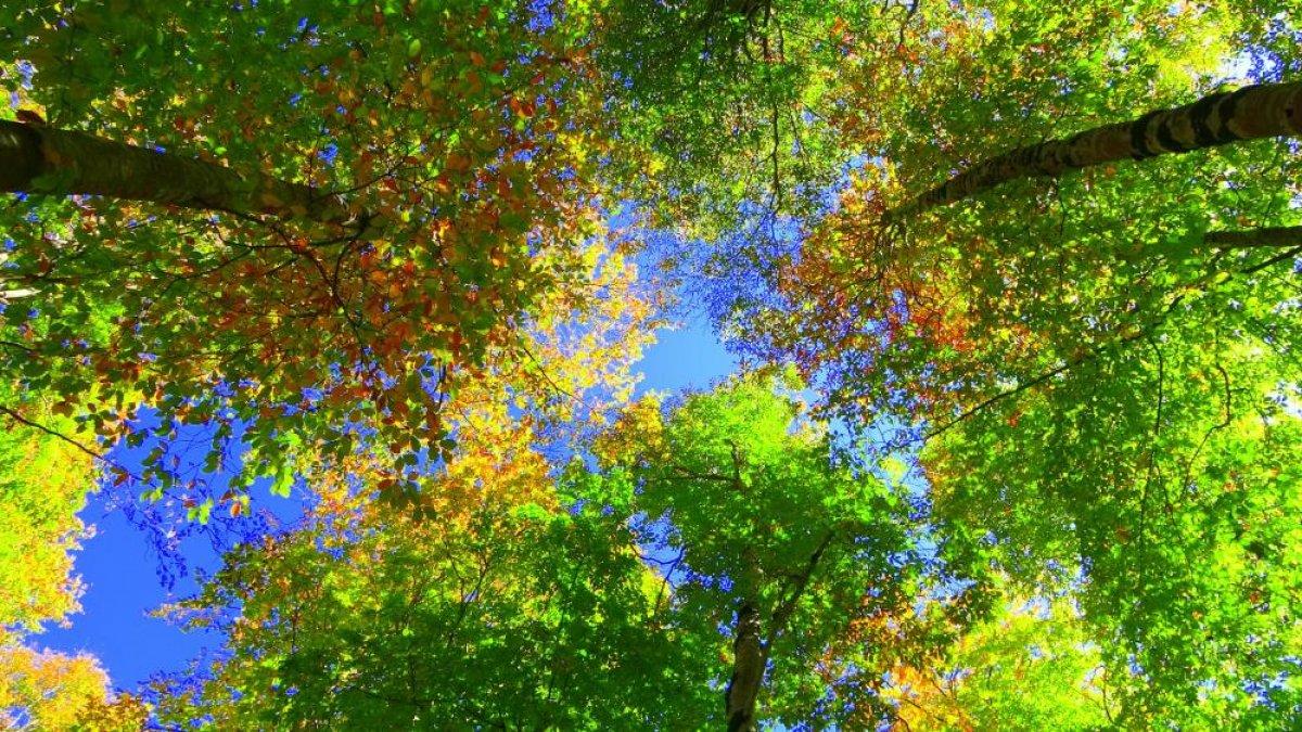 Osmaniye'de sonbaharın gelmesiyle renk cümbüşü yaşandı