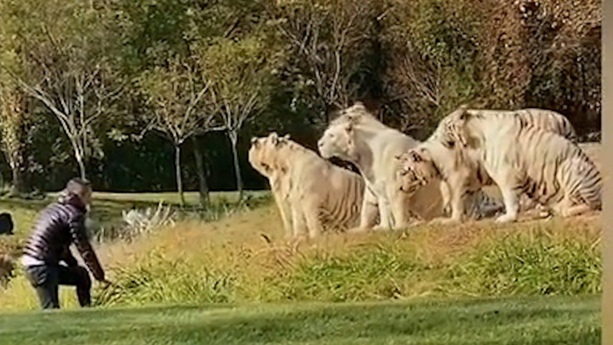 Çin’de bir turist, kaplanların yanına girip kışkırtmaya çalıştı