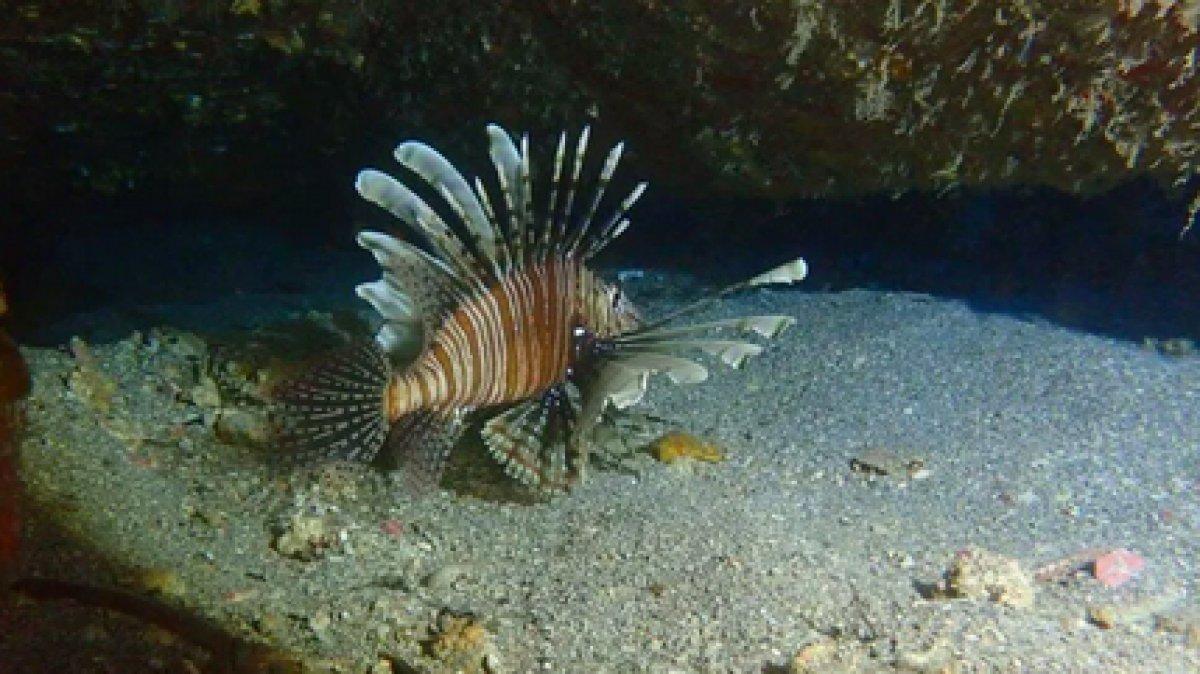 İstilacı aslan balığı Ege'de de yayılıyor