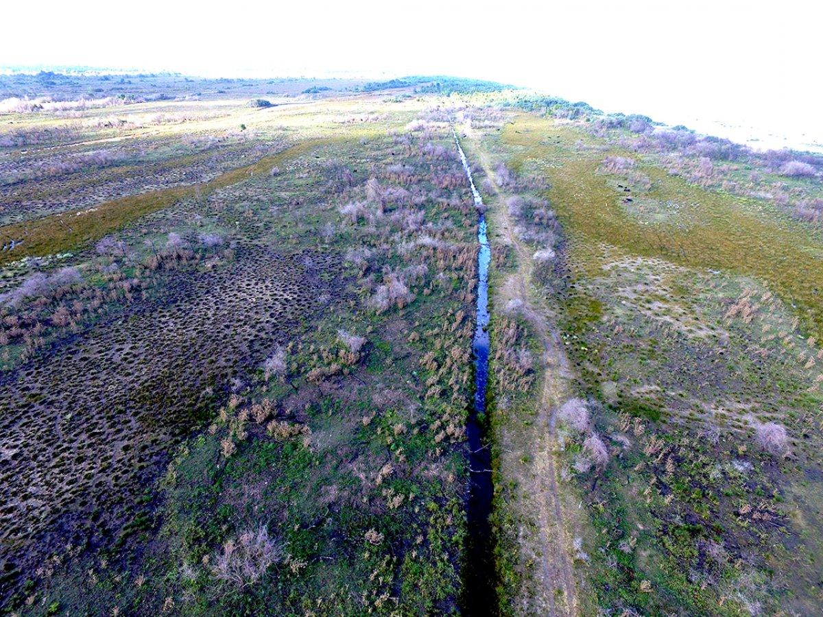 Kızılırmak Deltası, yangından bir yıl sonra yeniden yeşerdi