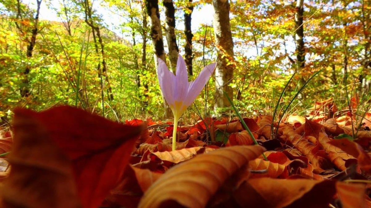 Osmaniye'de sonbaharın gelmesiyle renk cümbüşü yaşandı