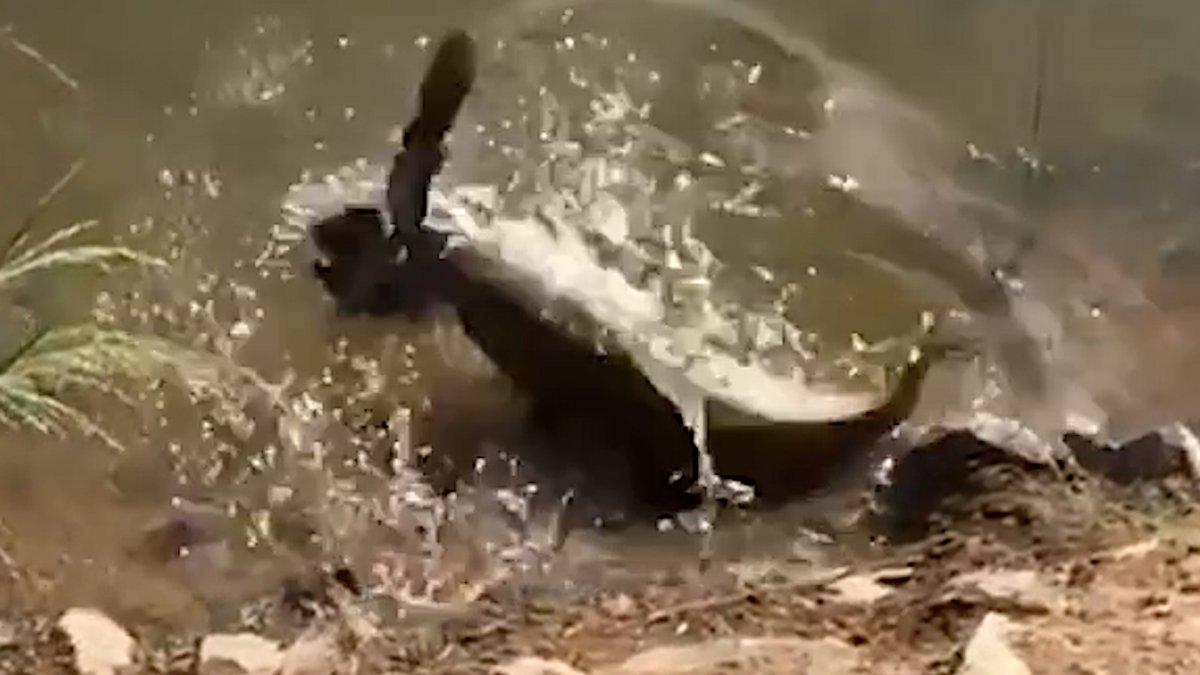 Brezilya’da, balığın güvercin avı kamerada