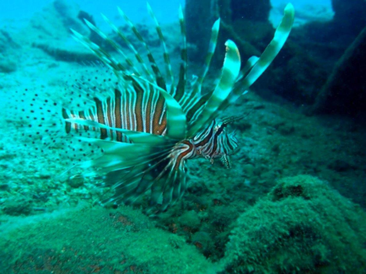 İstilacı aslan balığı Ege'de de yayılıyor