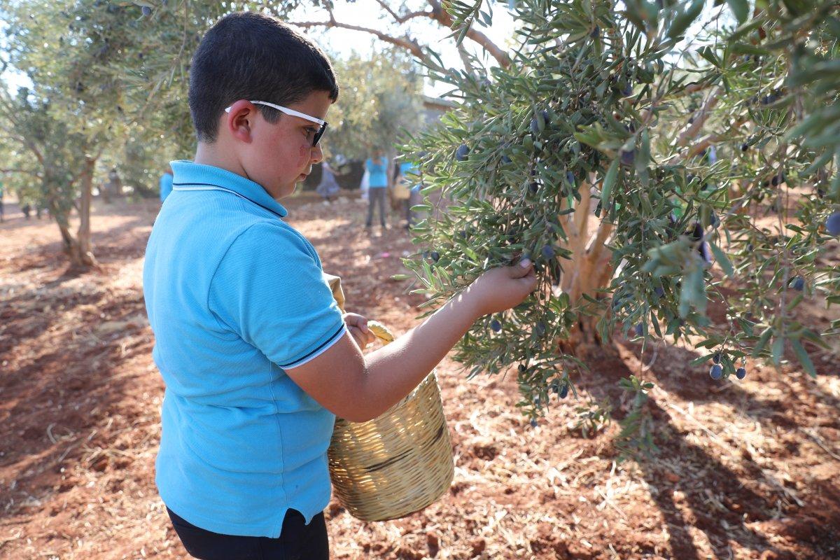 Suriyeli öğrenciler barış ve kardeşlik için zeytin topladı