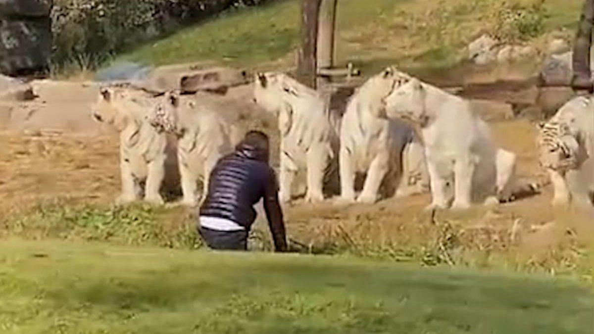 Çin’de bir turist, kaplanların yanına girip kışkırtmaya çalıştı