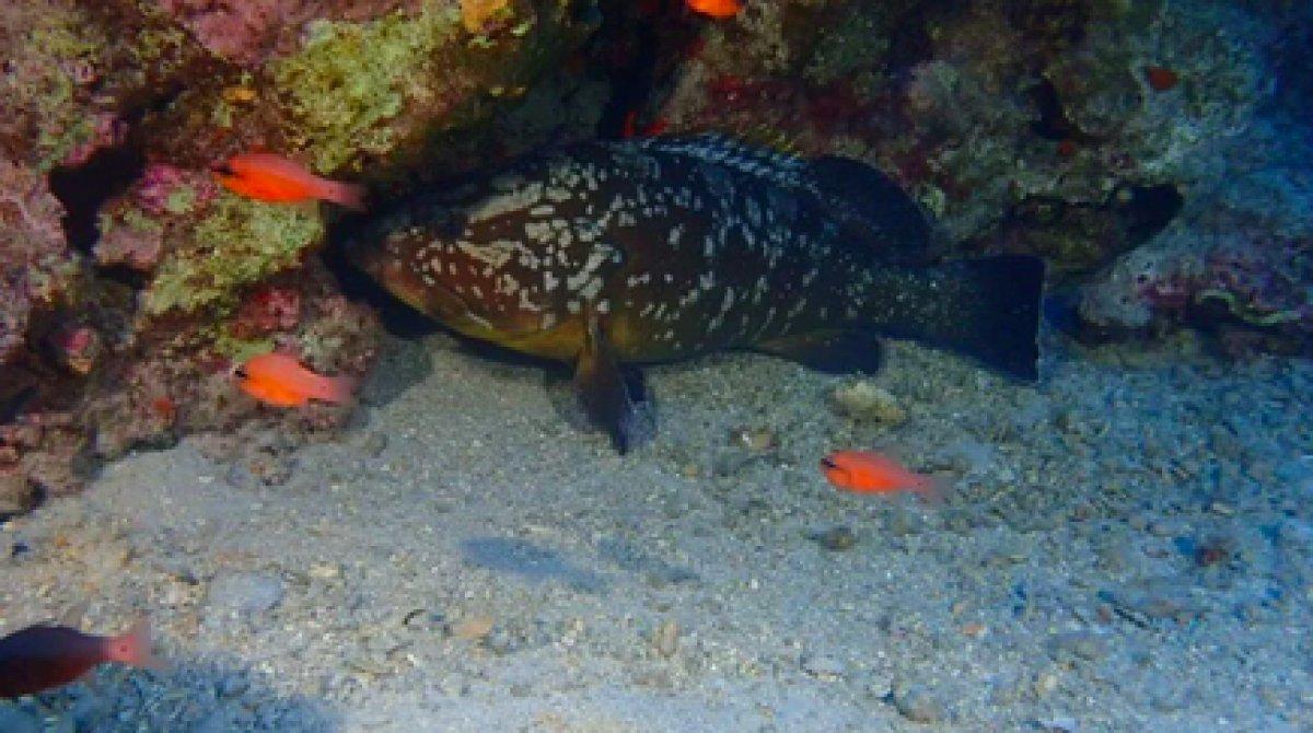 İstilacı aslan balığı Ege'de de yayılıyor