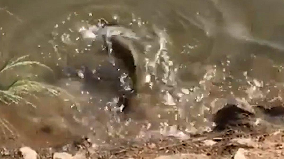 Brezilya’da, balığın güvercin avı kamerada