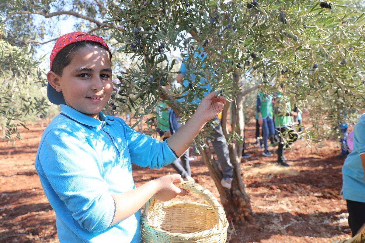 Suriyeli öğrenciler barış ve kardeşlik için zeytin topladı