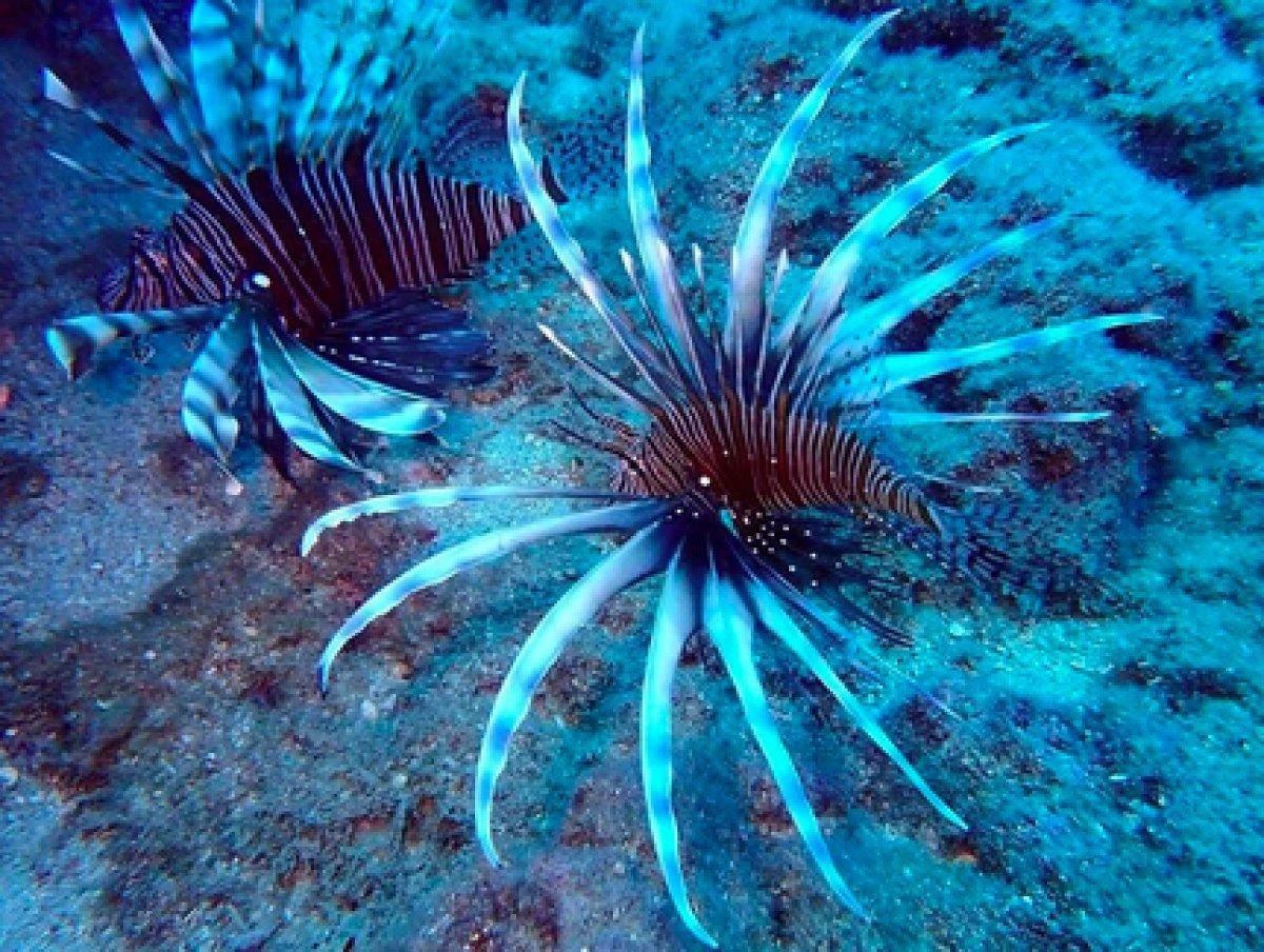 İstilacı aslan balığı Ege'de de yayılıyor