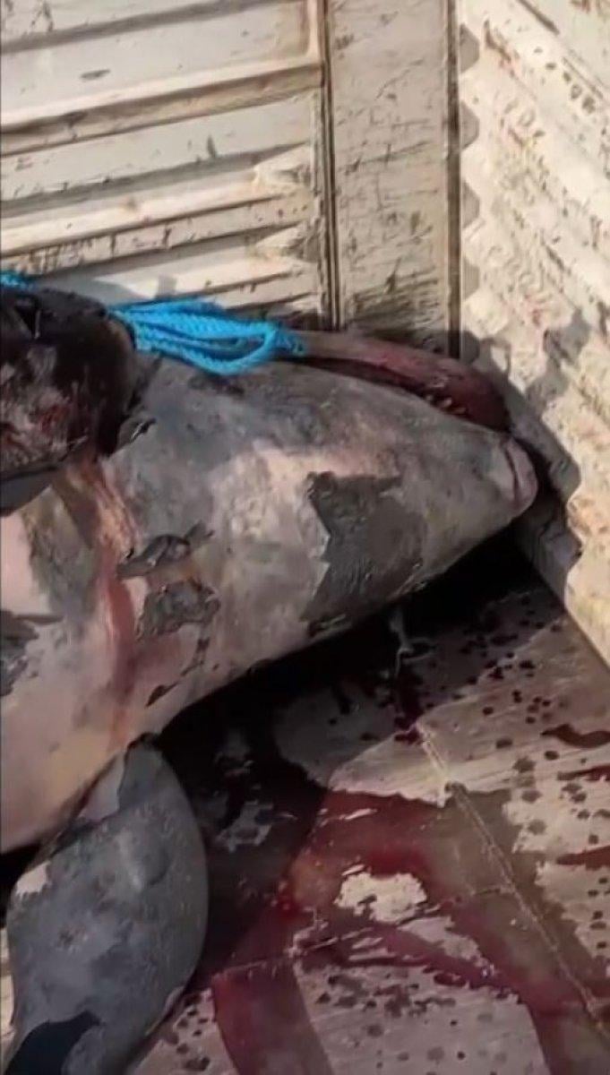 Yalancı katil balina Antalya'da görüldü