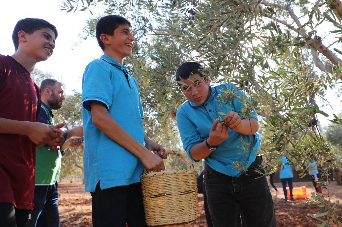Suriyeli öğrenciler barış ve kardeşlik için zeytin topladı