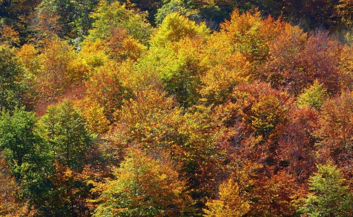 Osmaniye'de sonbaharın gelmesiyle renk cümbüşü yaşandı