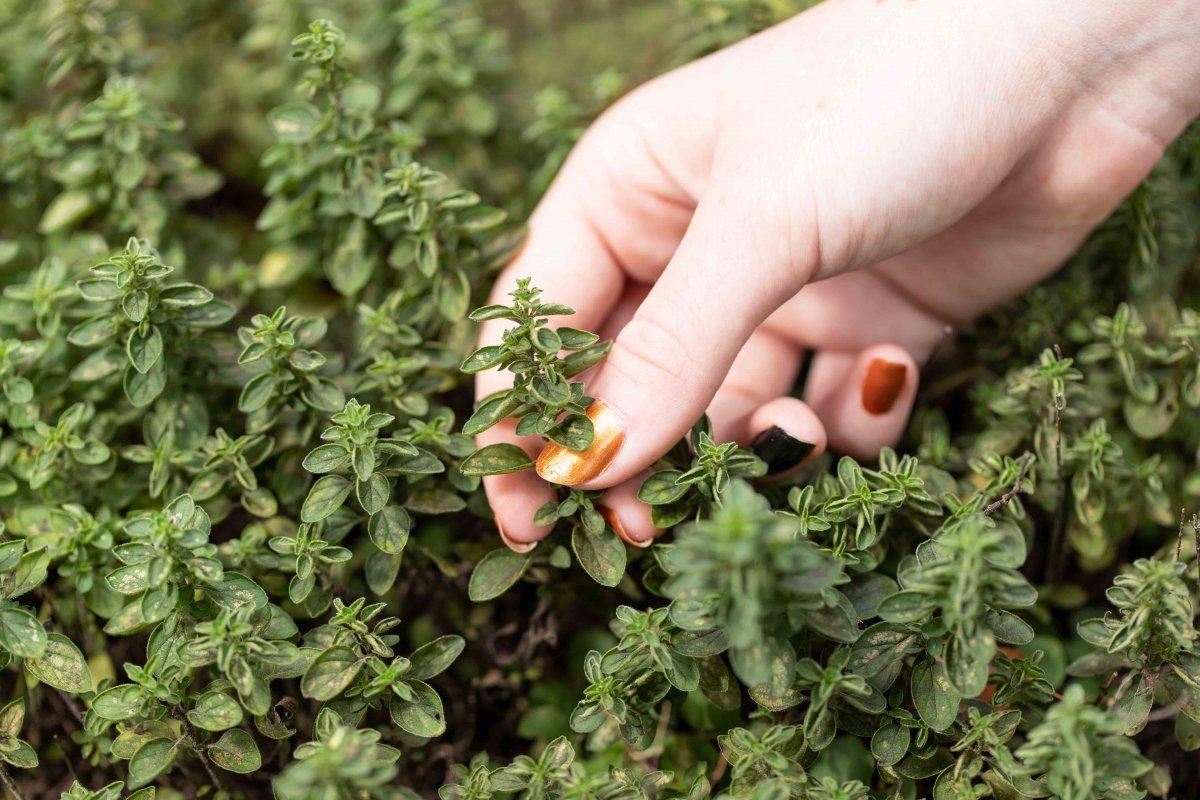 Kekik çayının bilinmeyen 8 mucizevi faydası