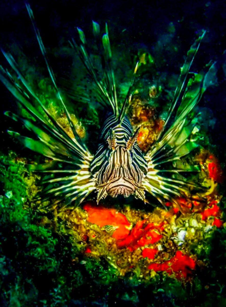 İstilacı aslan balığı Ege'de de yayılıyor