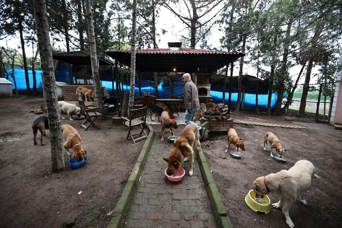 Sokaktan kurtardığı onlarca hayvan için İstanbul'dan köye taşındı