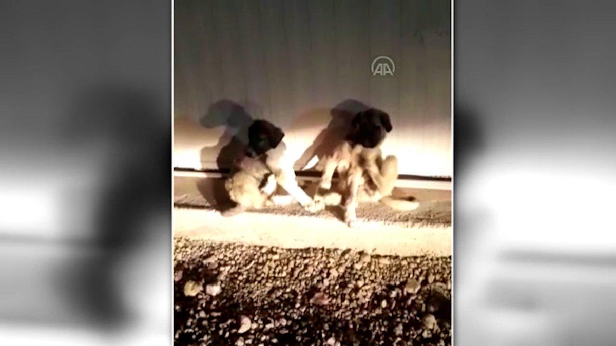 Malatya'da hayvansever kadın, köpekleri poşete koyan işçilere müdahale etti