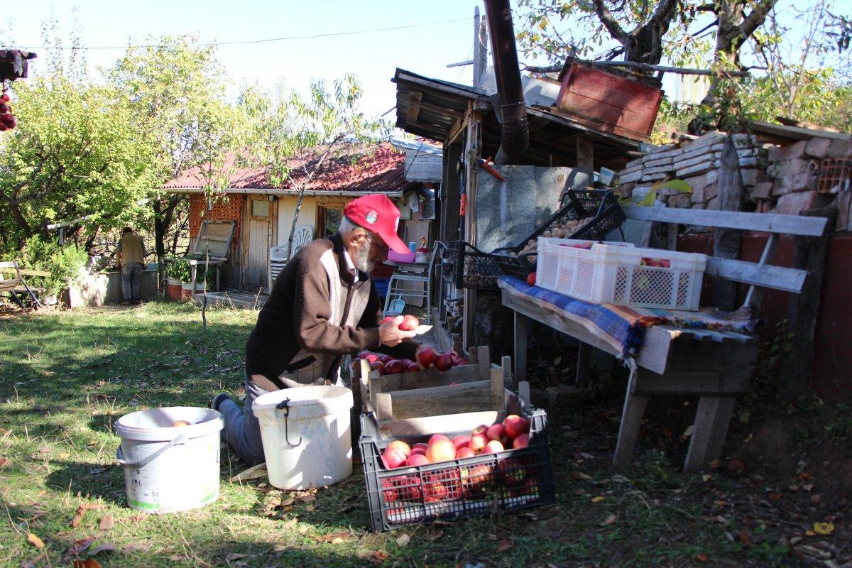 Amasya'da 'elma kurdu' Ahmet Dede'nin gözü Külliye'de