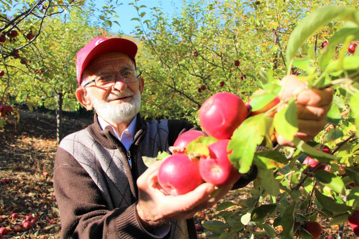 Amasya'da 'elma kurdu' Ahmet Dede'nin gözü Külliye'de
