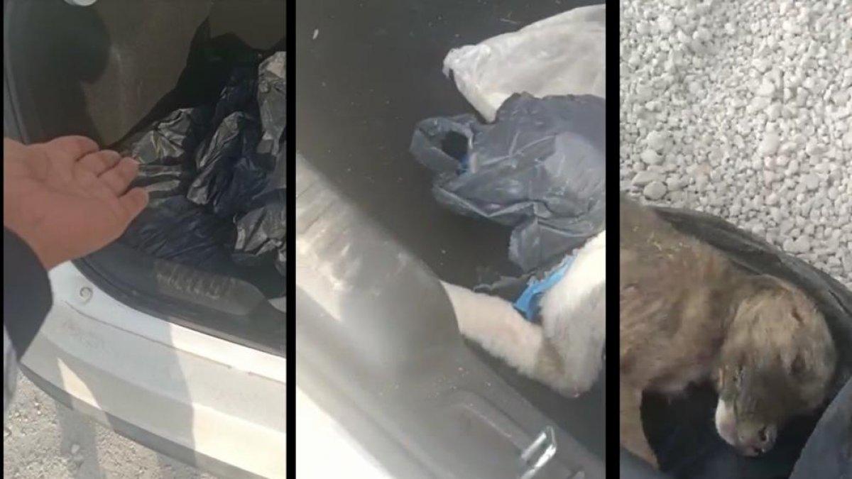 Malatya'da hayvansever kadın, köpekleri poşete koyan işçilere müdahale etti