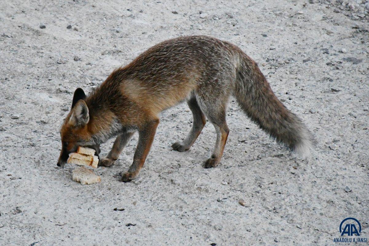 Manisa'da işletmesine gelen tilkileri elleriyle besliyor