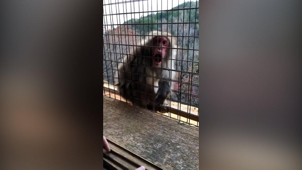 Japonya'da sihirbazlık oyununa şaşıran maymun