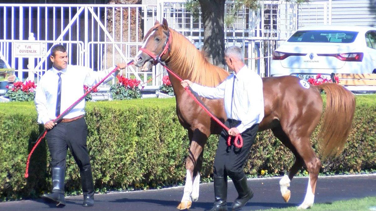 TİGEM’den rekor: 18 safkan Arap tayı 8 milyon 290 bin TL'ye satıldı