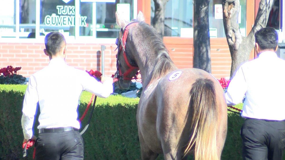 TİGEM’den rekor: 18 safkan Arap tayı 8 milyon 290 bin TL'ye satıldı