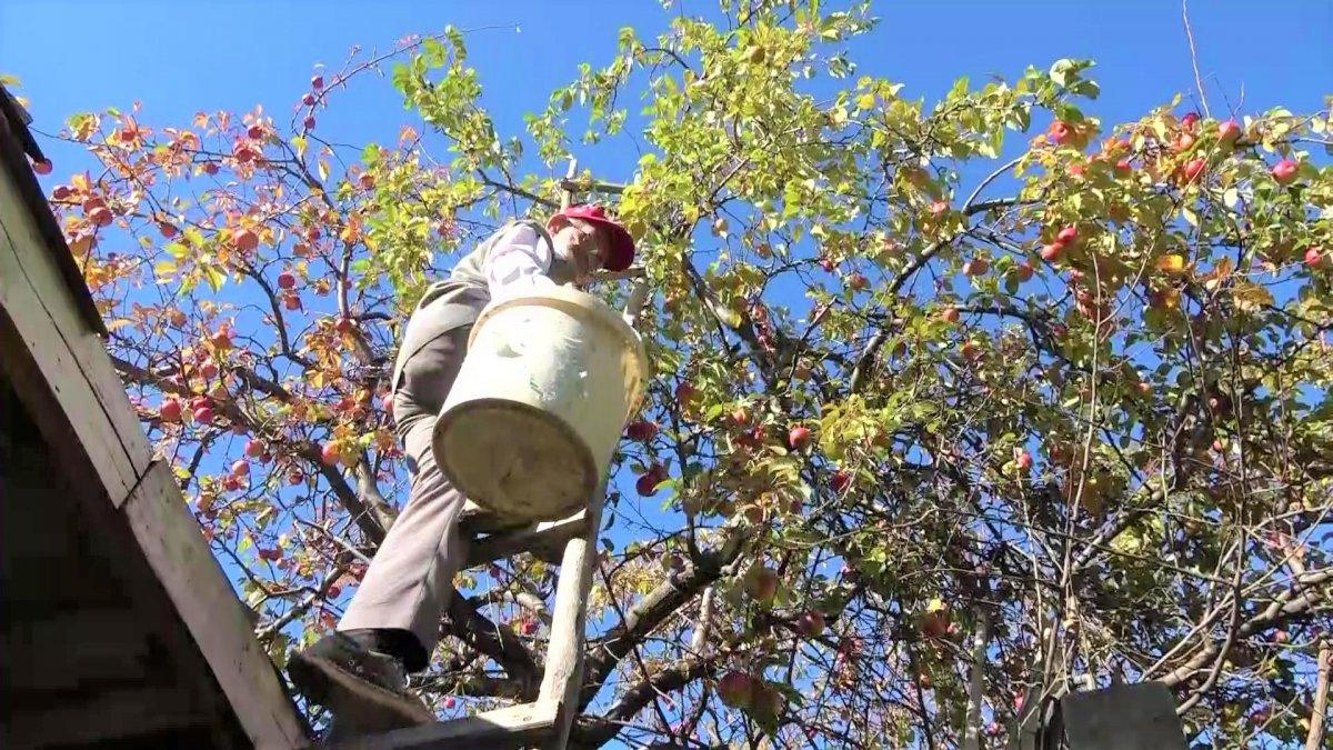 Amasya'da 'elma kurdu' Ahmet Dede'nin gözü Külliye'de