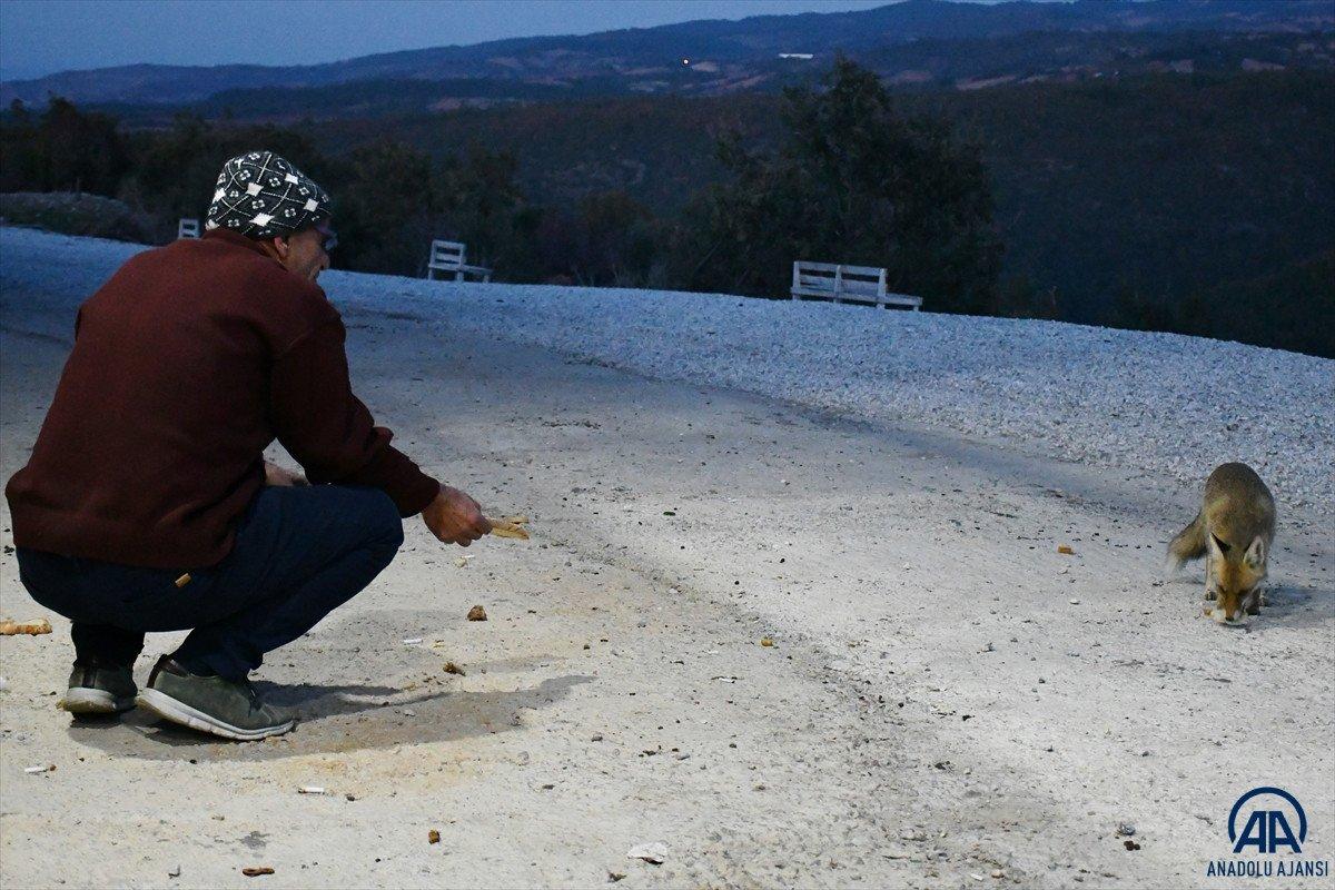 Manisa'da işletmesine gelen tilkileri elleriyle besliyor