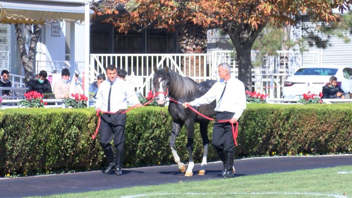 TİGEM’den rekor: 18 safkan Arap tayı 8 milyon 290 bin TL'ye satıldı