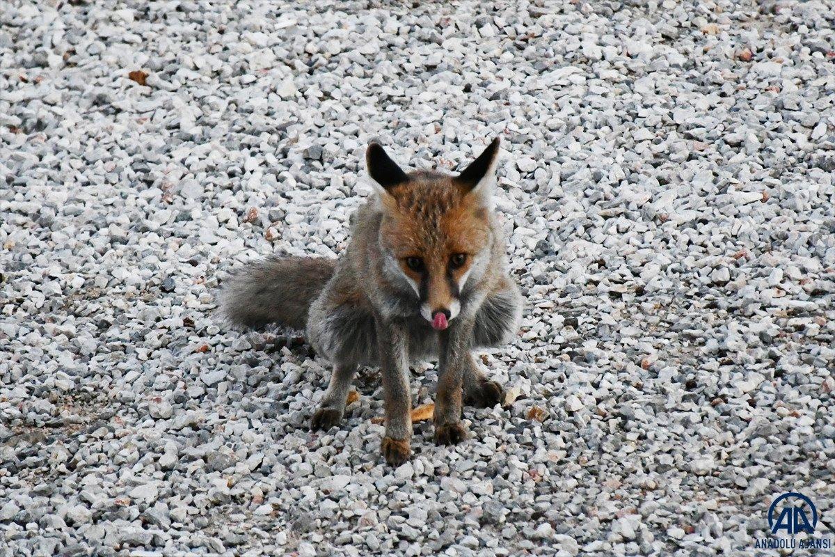 Manisa'da işletmesine gelen tilkileri elleriyle besliyor