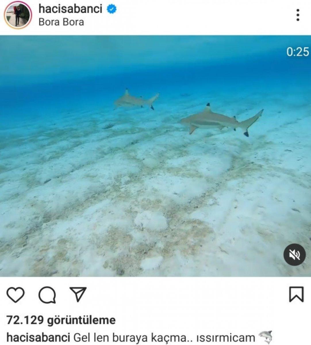 Hacı Sabancı, köpek balıklarıyla yüzdü