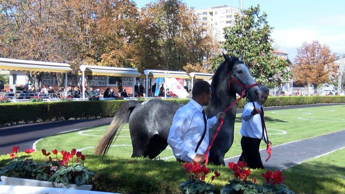 TİGEM’den rekor: 18 safkan Arap tayı 8 milyon 290 bin TL'ye satıldı