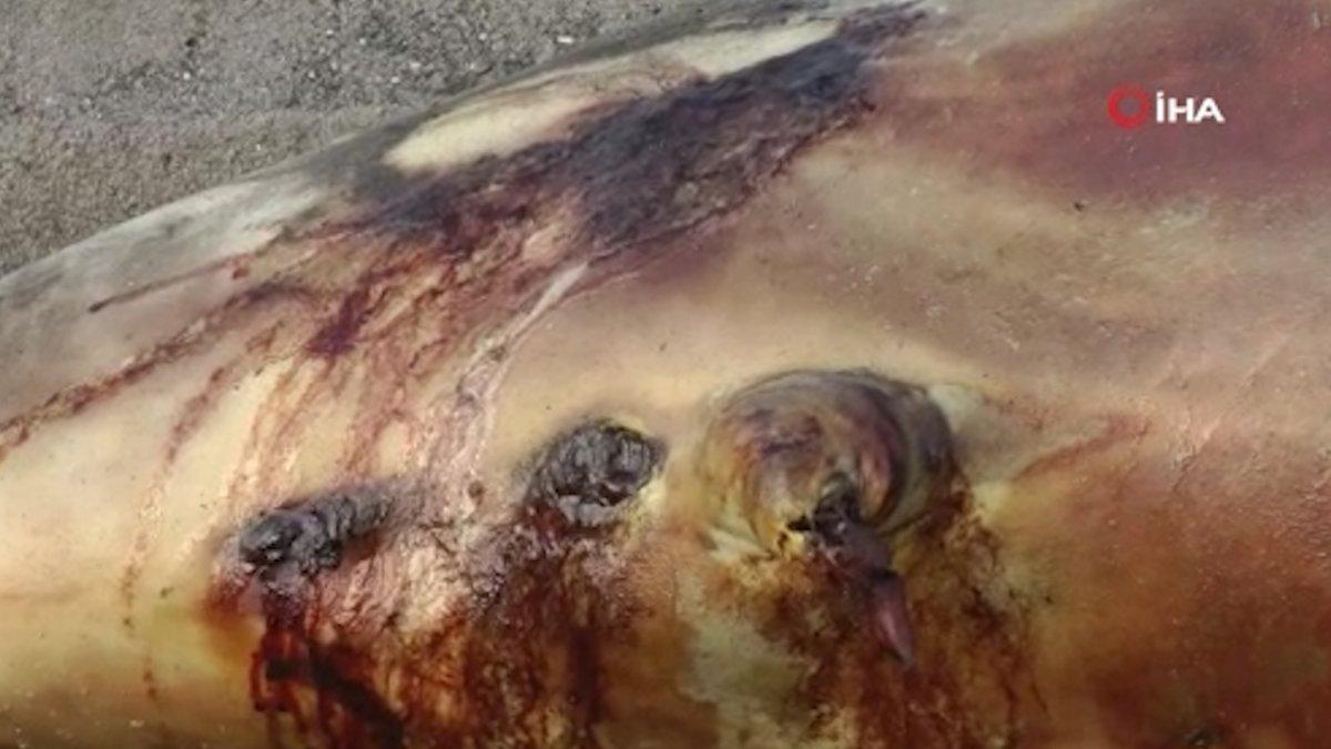 Düzce’de, kurşunlanan yunus balığı kıyıya vurdu