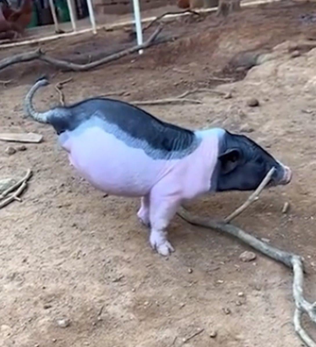 Çin'de iki bacakla doğan domuz yürümeyi başardı