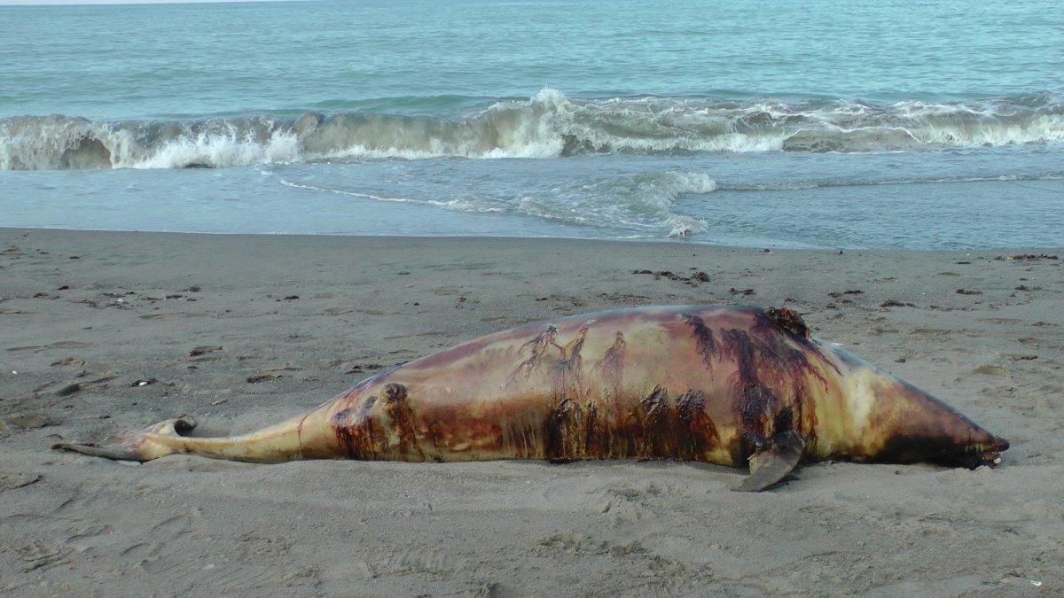 Düzce’de, kurşunlanan yunus balığı kıyıya vurdu